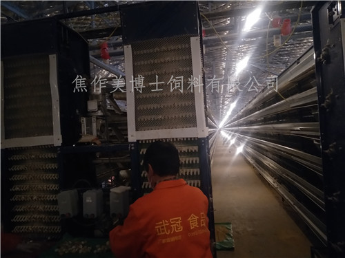 全自动鹌鹑养殖200万只规模使用美博士鹌鹑饲料